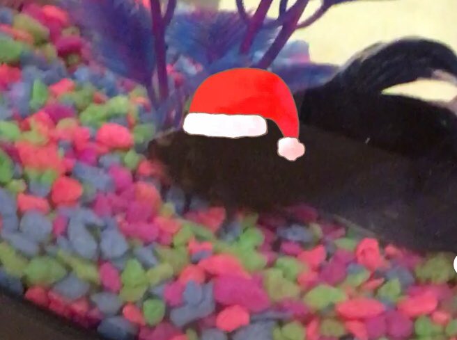 JoySandman's tweet image. RIP to Gillmore, my first college friend and the greatest fish around

July 26, 2016 - July 4, 2018