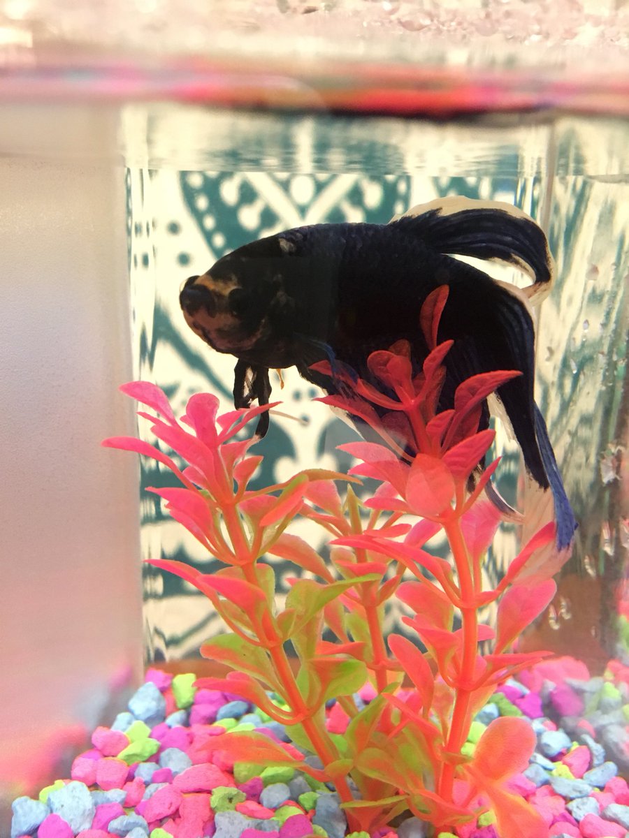 JoySandman's tweet image. RIP to Gillmore, my first college friend and the greatest fish around

July 26, 2016 - July 4, 2018