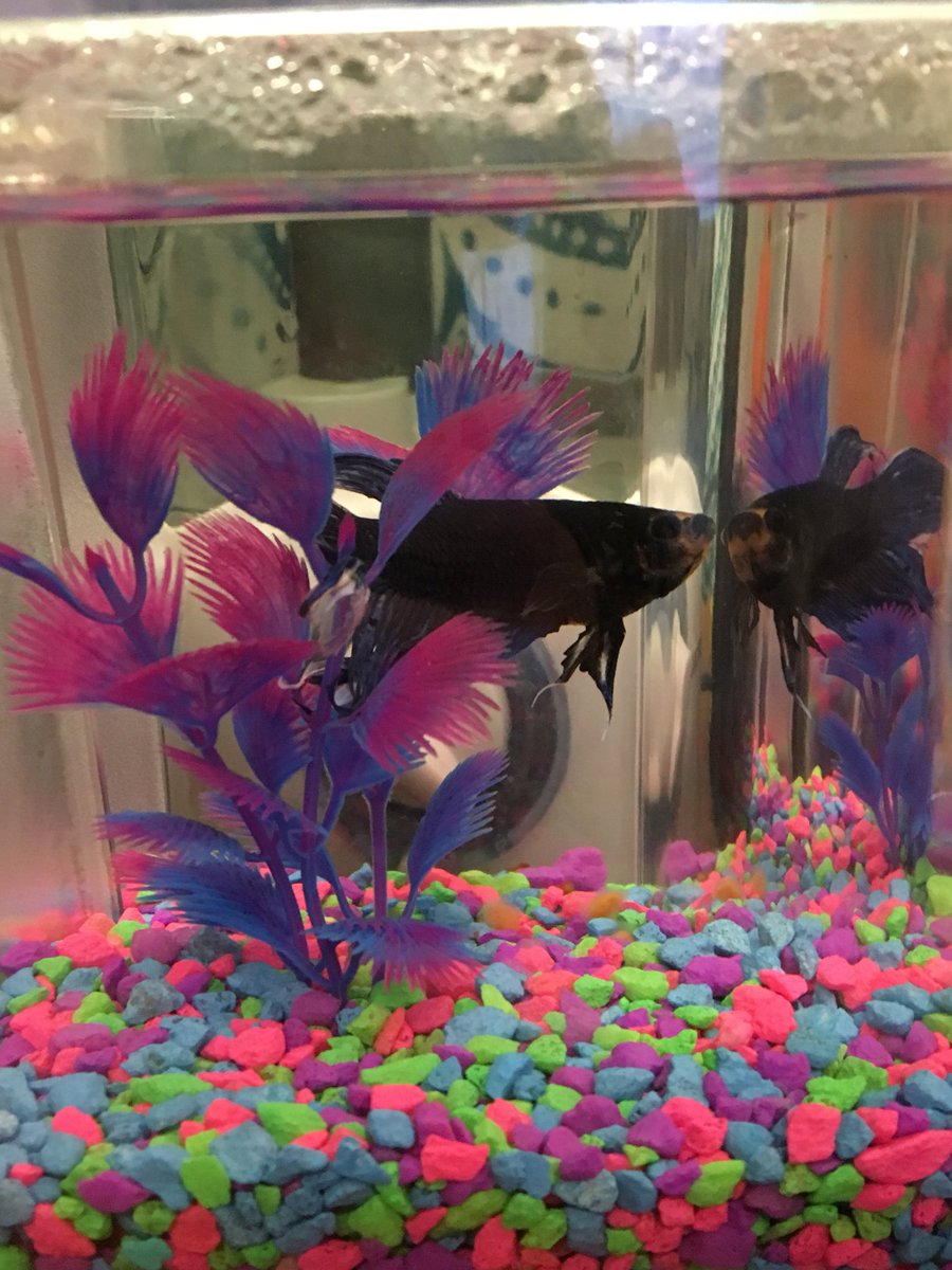 JoySandman's tweet image. RIP to Gillmore, my first college friend and the greatest fish around

July 26, 2016 - July 4, 2018
