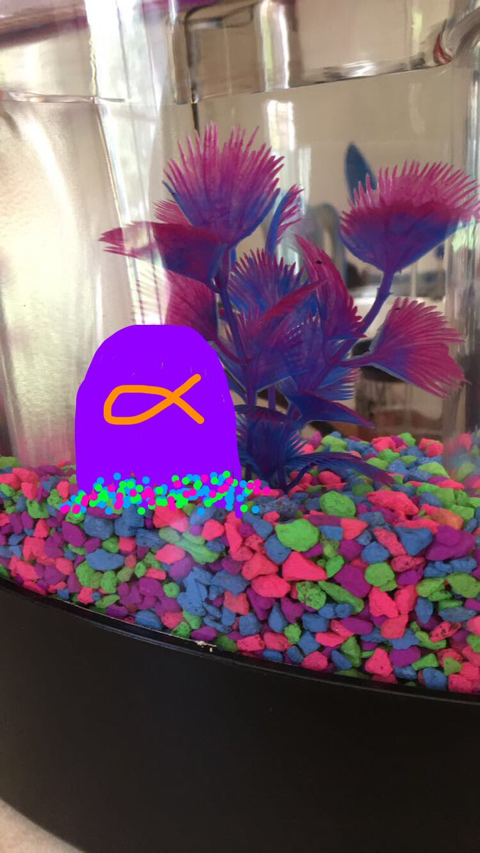 JoySandman's tweet image. RIP to Gillmore, my first college friend and the greatest fish around

July 26, 2016 - July 4, 2018