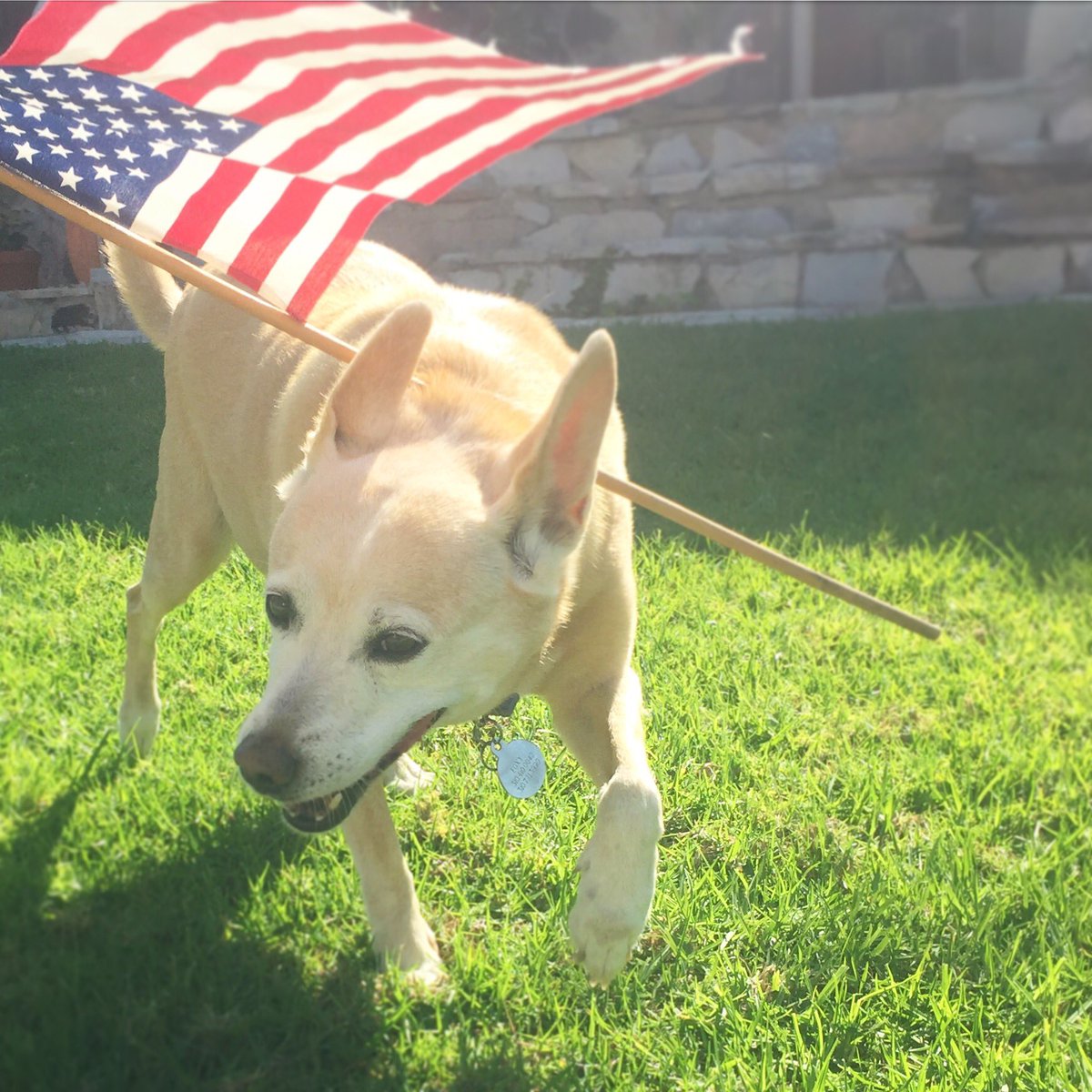 Bring It On! Have a #pawsome #4thofjuly 🇺🇸 🌟! #makingfetchhappen #fetchpetcare #celebrateamerica 🎇 #Los angeles