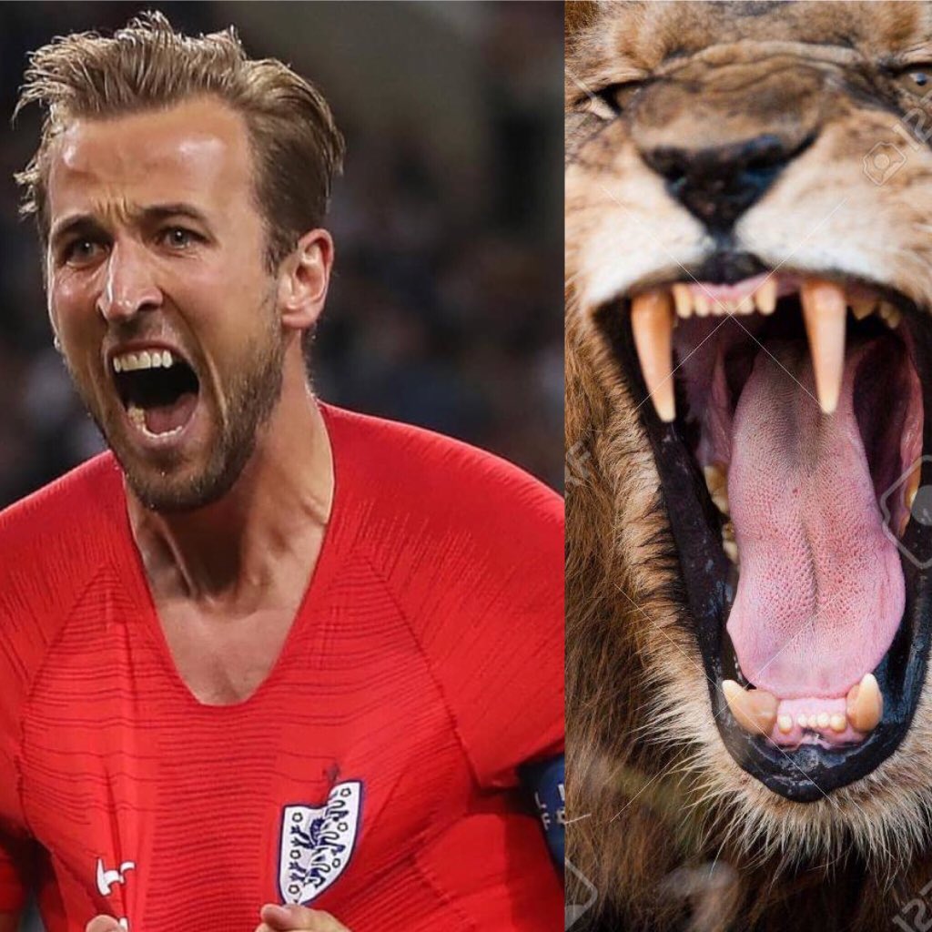 AdamRichman's tweet photo. If this ain’t a Lion, I don’t know what is. 
@HKane
🏴󠁧󠁢󠁥󠁮󠁧󠁿
#ThreeeLions https://t.co/NmGLEFg0ZX