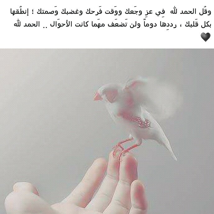 الحمدلله. ...