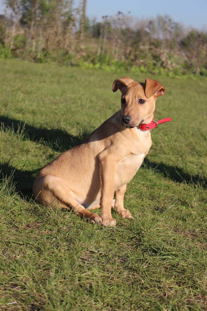 elcampito's tweet image. El kiwi es una fruta que sube las defensas y baja el colesterol... y nuestra KIWI también, porque abrazarla y jugar con ella te hará inmensamente feliz 😍😊
Si querés adoptar a esta cachorra hermosa y divertida, escribinos a adoptantesdelcampito@gmail.com
#AdoptaNoCompres #Amor