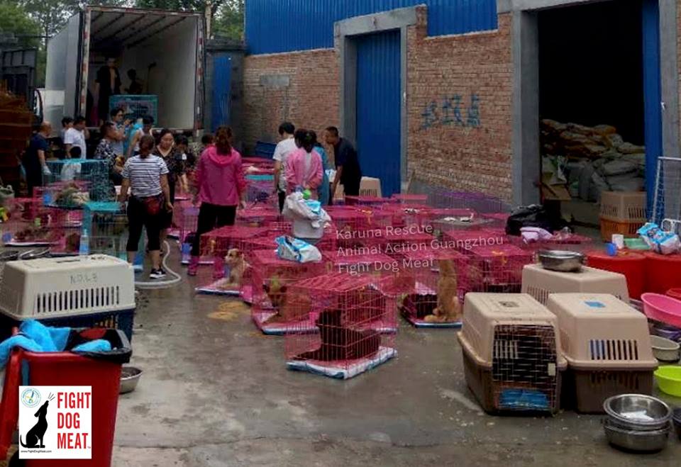 Fight Dog Meat tweet media