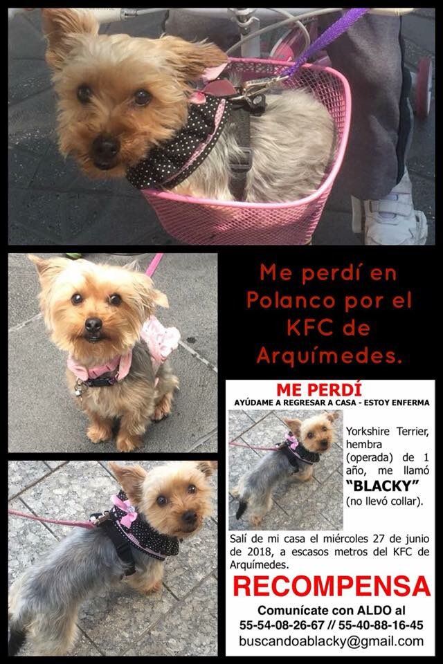 Queridos amigos tuiteros, me ayudan a difundir esta imagen? Se perdió la semana pasada, sus amos están desconsolados.... estoy segura de que unidos podemos lograr que esta nenuca vuelva a su hogar