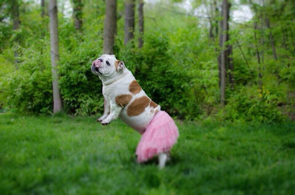 ZoeytheBulldog's tweet photo. @BullDogGunner @MightyThor617 @Deuce4Mayor @dugan_fahey @BulldogJethro @FloridaPhyl @BeckyBulldogNJ @LadyBeckett @MandyMcWilli @Catsemail @ErinVanRyn @gloveritchey @ArtisticBulldog @TuppysMom @PalomaTheBoston Saddest. Day.Ever😓 Rocco made us all laugh and told the best stories ever. Also the best tweets and photos ever...@BulliedDog See you again at the bridge dear friend! https://t.co/FmIBEc3UGr