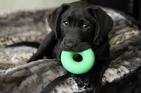 PerroRegalo's tweet image. #4jul su felicidad es nuestra felicidad #perroregalo #españa #perro #dog #animallover #amor #canino