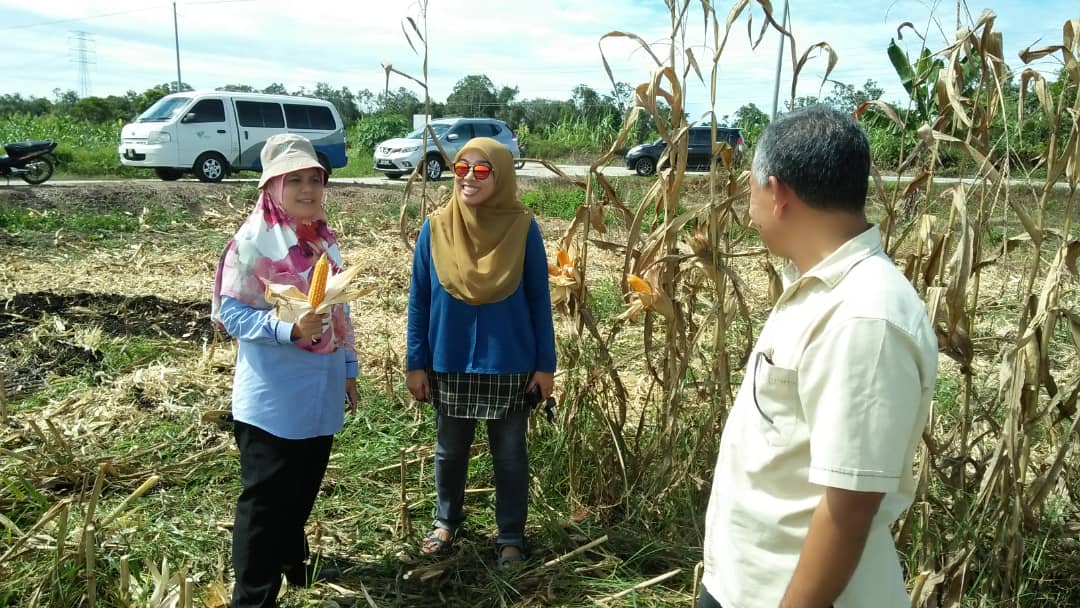 Pejabat Pertanian Sabak Bernam On Twitter Part 1 Proses Menuai Jagung Bijian Di Tali Air 10 Pasir Panjang Seluas 4 Ekar Jentera Penuaian Daripada Bhgn Kejuteraan Jabatan Pertanian Titi Gantung Yang Dikendalikan