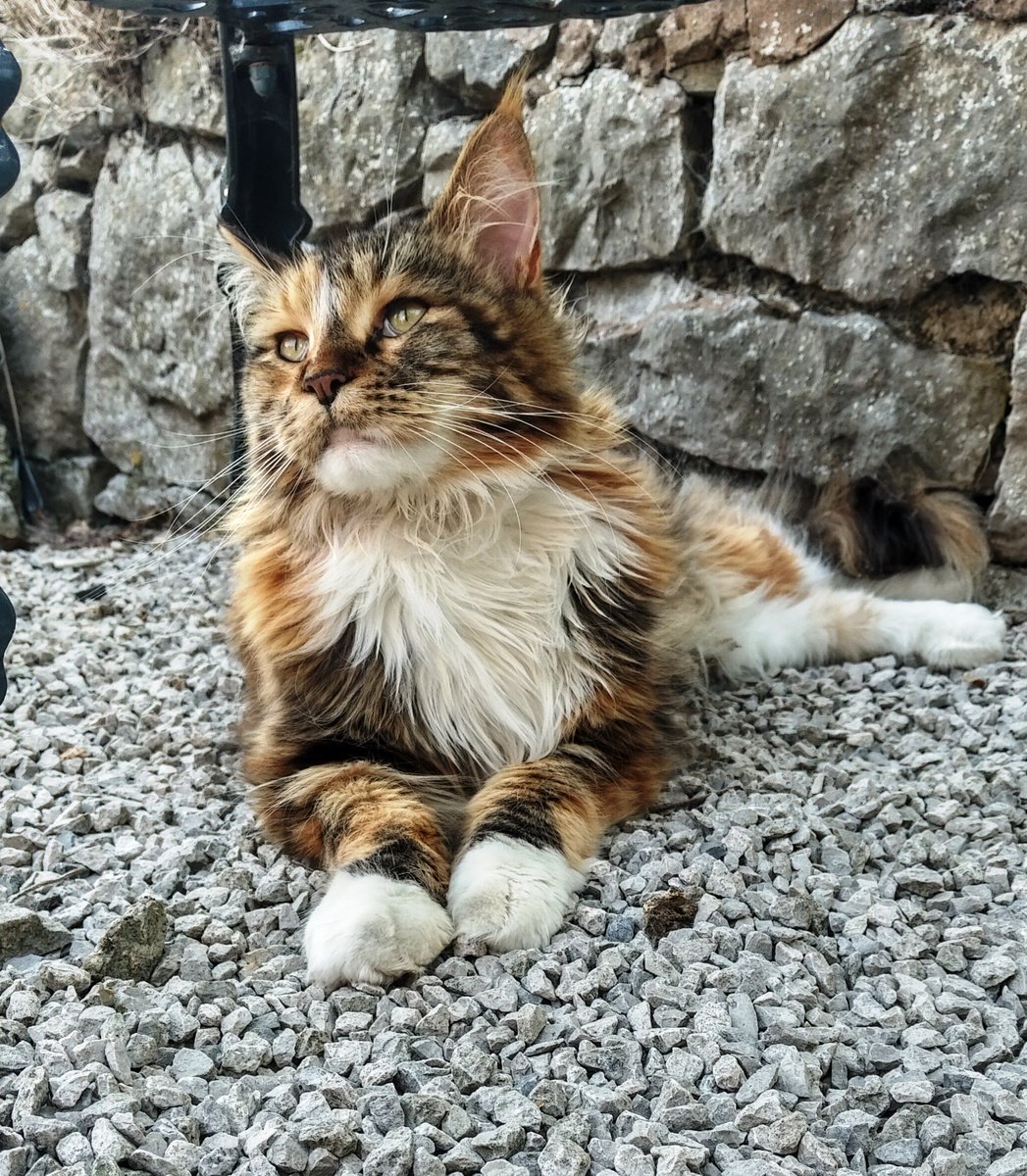 ACTtheCat1's tweet image. #CognitiveDefusion helps decrease how much #cats with #anxiety struggle with figuring out if thoughts are true.Most thoughts evoked by anxiety are judgements. #ACT increases awareness so I recognise there&apos;s little truth,but rather a perception of myself&amp;amp;others,in any given moment