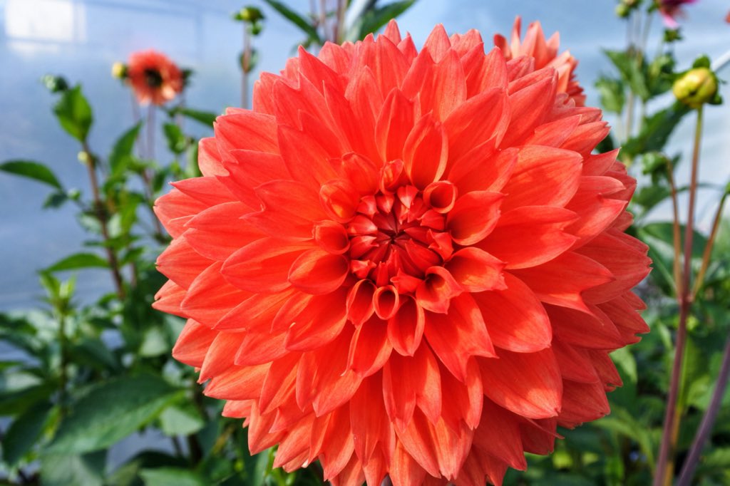 If you're missing that great big orange ball in the sky today #Limerick here's Dahlia Hillcrest Suffusion #dreamydahlias #julyflowers #irishgrownflowers