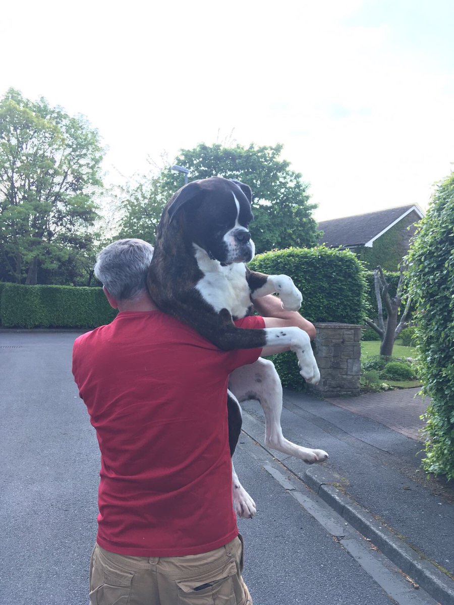 Tweeter_Stevo's tweet photo. @fordogtrainers And will this work for Boxer dogs? #boxerdog #monty #doingarunner https://t.co/RpYo1MYkJ6