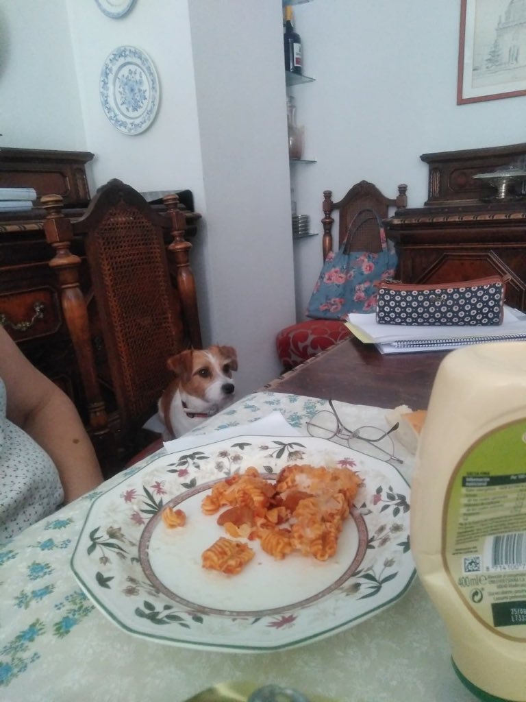roncescan's tweet photo. Luna #detectando #hipoglucemia o macarrones 😂🐾😂 #alerta #alertamedica #pda #perrodealertamedica #diabetes #diabetes1 #roncescan #perrosdeayuda #drclauderespaña #ayuda #colabora #donacion #donaciones #donación #teaming #youtube #canalyoutube https://t.co/6kolgZcTkv https://t.co/3UmW6lSKn1