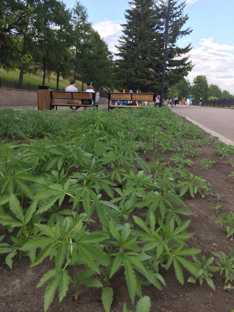 Где растет конопля в красноярске Где растет конопля в красноярске заблокировали tor browser hudra