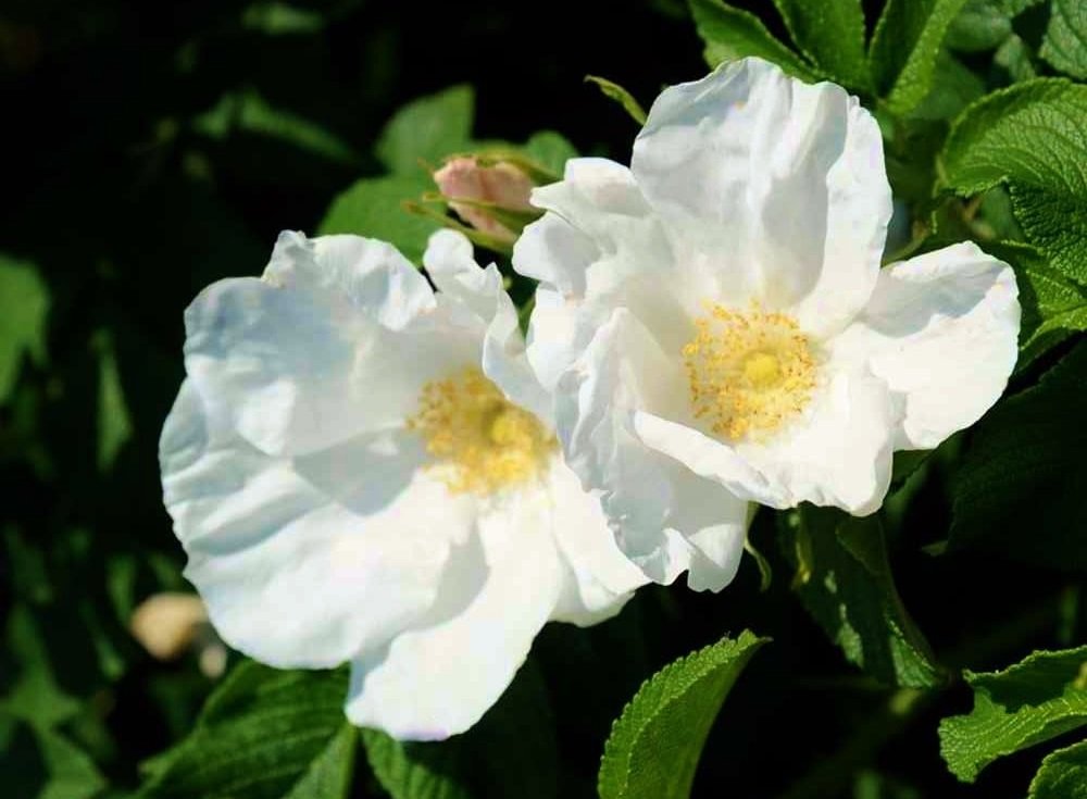 花 潮かおる 北の浜辺の砂山の かの 浜薔薇 ハマナス よ 今年も咲けるや 石川啄木 死ぬ時は函館で死にたい と 手紙に残すほど愛した函館にある 啄木銅像の台石に刻まれた歌 白いハマナスの花 今日の誕生花 ハマナス 花言葉