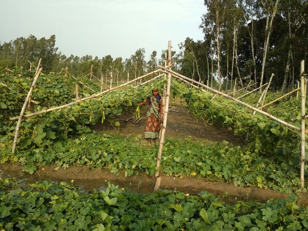 #ShivanshFarming in vegetables --encouraging results #SHGs @RGMVP #soilprotection #Nutrition #women  #economicempowerment @THF_INDIA #RGCT