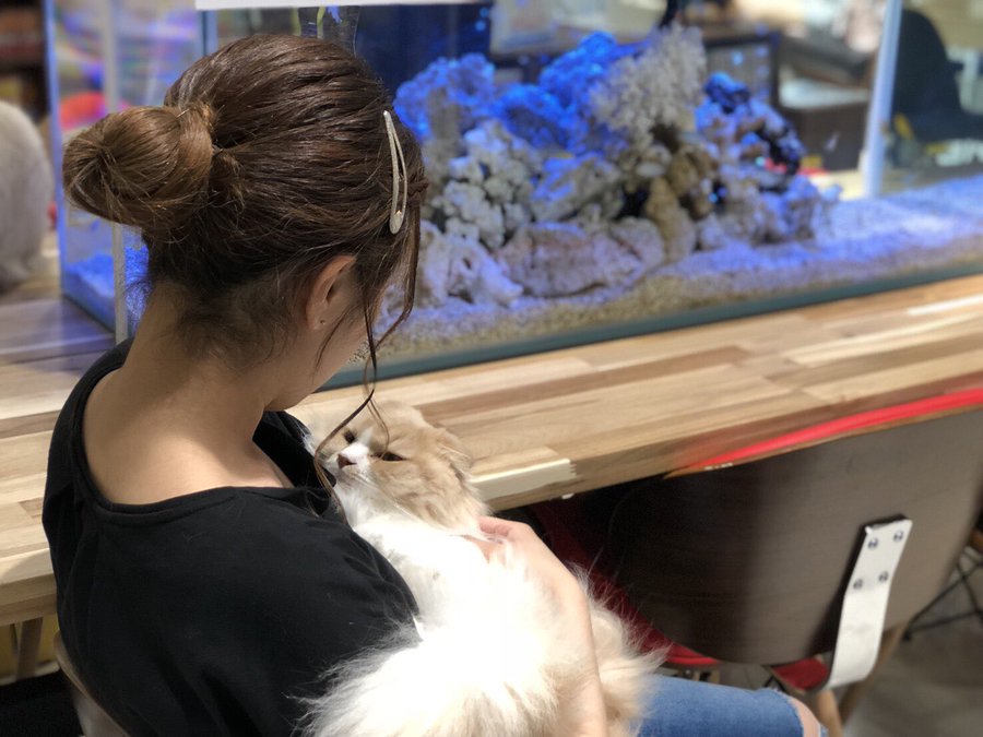 22年版 神奈川県でおすすめの猫カフェ選 横浜 川崎以外 猫カフェナビ