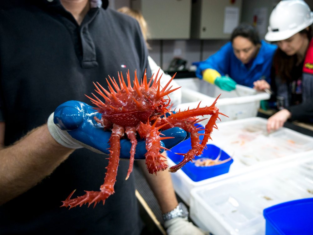 ScopeAU's tweet image. This spiky red crab lives in the deep sea!! Today we learned about the incredible new species discovered on @museumsvictoria and @CSIROnews deep sea research voyage! 📷 by Asher Flatt  #science #deepsea #deepseacreatures #csiro #museumsvictoria #coolscience #deepseaworld