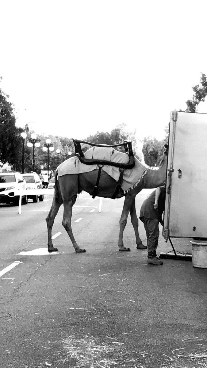 DeTorrin's tweet photo. #HappyFourthofJuly on a #Humpday 
#lecibiadetorrín 📷: https://t.co/TJQ037SPId 
.
.
.
#ldt #cannabis #cannasseur #humpday🐫 #camel #streets #luxury #luxe #lux #cannabisevents #cannabisevent #marijuanagrowers #prerolls #dab #dabstagram #worldtraveler #worldtravel #animals https://t.co/X7wDtTnugx