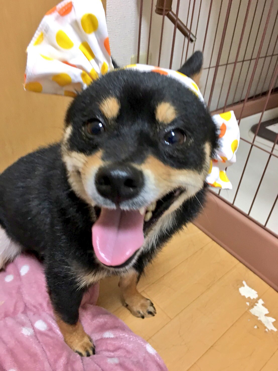 池迫博之やしまグループ Auf Twitter まゆげスタイルコレクション18 かぶりもの キャンディ 本商品はネコ用です ガチャガチャ 犬 まろ犬 まろ眉 今日のまゆげ 名前はまゆげ 芝犬 豆柴 Shibainu 柴犬 黒柴 エブリドッグ Dogstagram 池迫博之やしまグループ Auf Twitter まゆげスタイルコレクション18 かぶりもの キャンディ 本商品はネコ用です ガチャガチャ 犬 まろ犬 まろ眉 今日のまゆげ 名前はまゆげ 芝犬 豆柴 Shibainu 柴犬 黒柴 エブリドッグ Dogstagram