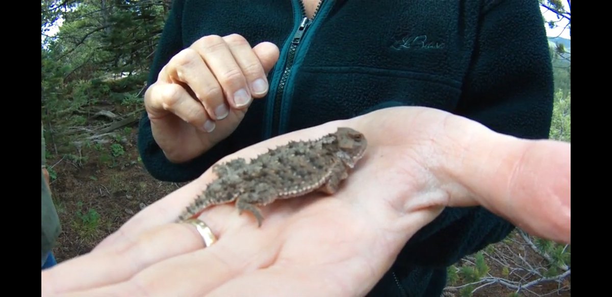 ATVirdell's tweet photo. We hope our little horned toad buddy we found on the Indian Creek trail made it through the fire. Are these common up there? #SpringFire #southspringfire https://t.co/y7g5Rsg4zf