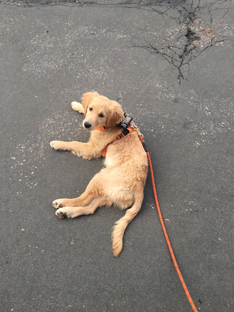TSark9's tweet photo. My partnerand i have the #lookoutmountainnaturecenter on lock down. @JCOSRanger08 @JeffcoOpenSpace @JCOSRangerDoty #July4 #dogsofjeffco #DogsofTwitter https://t.co/V5Hp8zFt3O