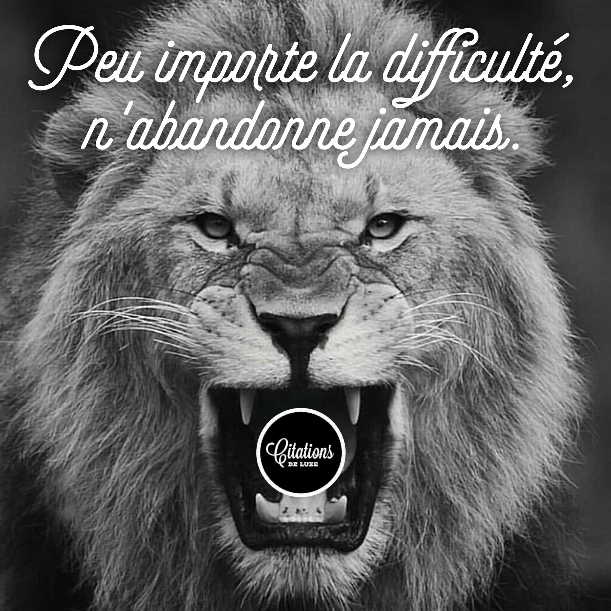 Citations De Luxe Pa Twitter Deviens Un Leader Peu Importe La Difficulte N Abandonne Jamais Citation Leader Lion Quote T Co 1fvvcqsa9c Twitter