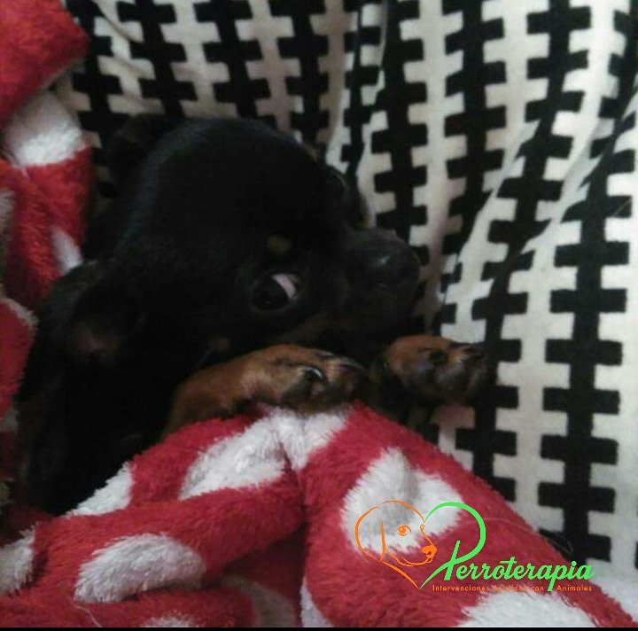 ¡La pequeña Oli os desea un feliz día!  Ella va a seguir descansado unas horitas más #lavidaperra #perrodeterapia #descanso #rest  #perroterapia #iaa