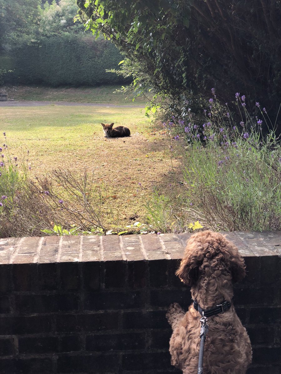 LuckyCockapoo's tweet image. Now you are just teasing me. One day buster, one day...