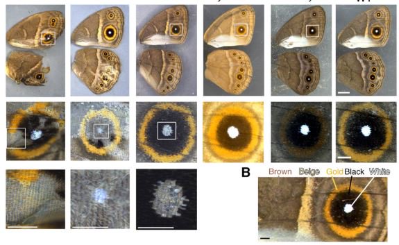 ajitjohnson_n's tweet image. Scientists have used CRISPR to alter the color, shape, and rigidity of butterfly wings. cell.com/cell-reports/f…