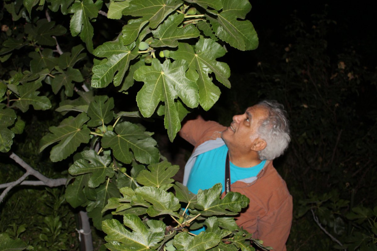 Foodfaye's tweet photo. Fourth of July Fig
Tonight we went for a walk and when we returned, Yakir decided to check our Mission fig tree.
We were rewarded with a big, sweet, luscious fig that was perfectly ripe - - the best fig we’ve had this year!
#Figs #MissionFigs #GardenFigs #FigTree #Homegardening https://t.co/kuj4yd4oM2