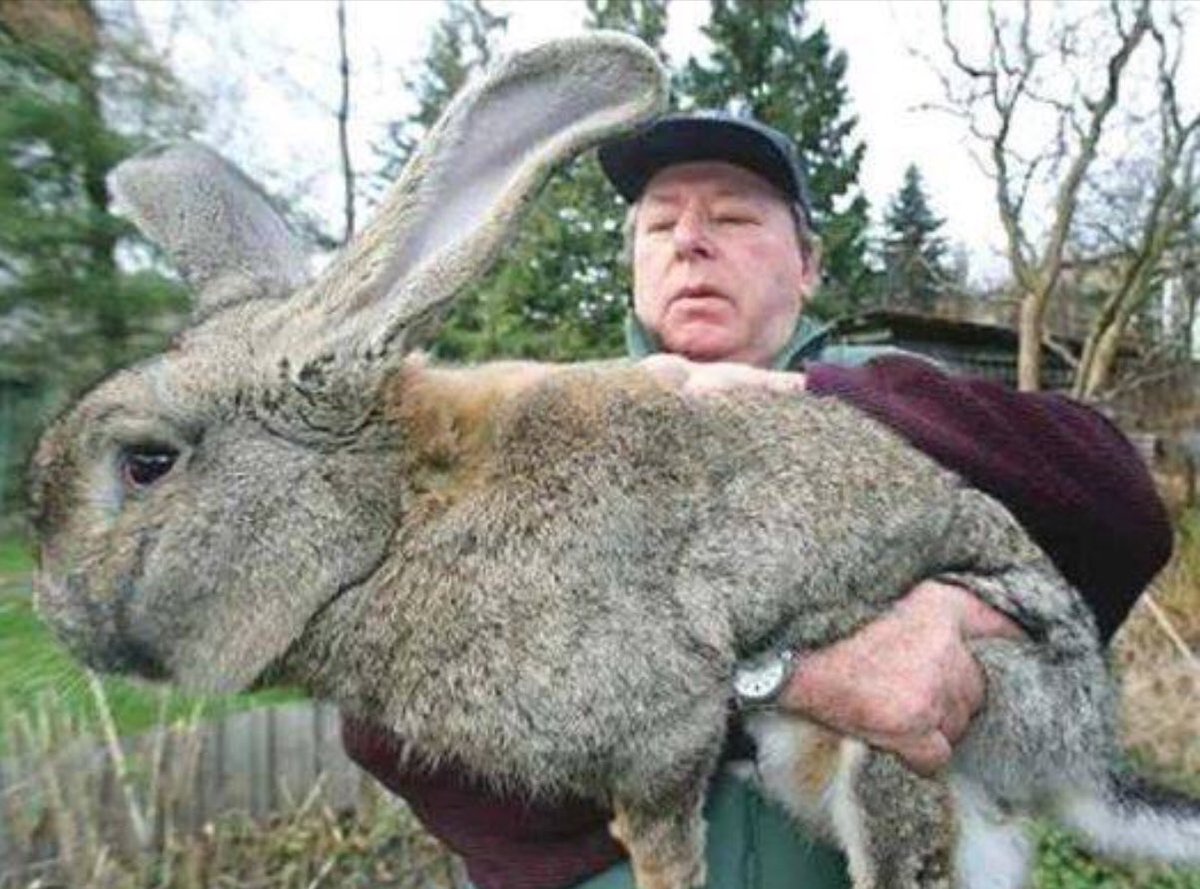 biggest rabbit