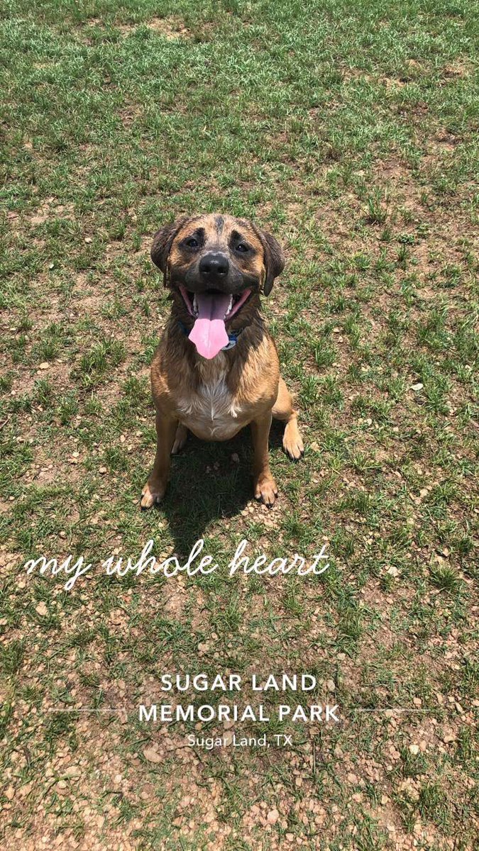 ATTN LAKE CHARLES AREA:
Lost dog, been missing since last night. Was last seen near Lagrange high school. Answers to the name Zephyr. If you see or hear anything about it please please please call 281-299-8764. PLEASE RT AND SHARE so i can find my boy😔