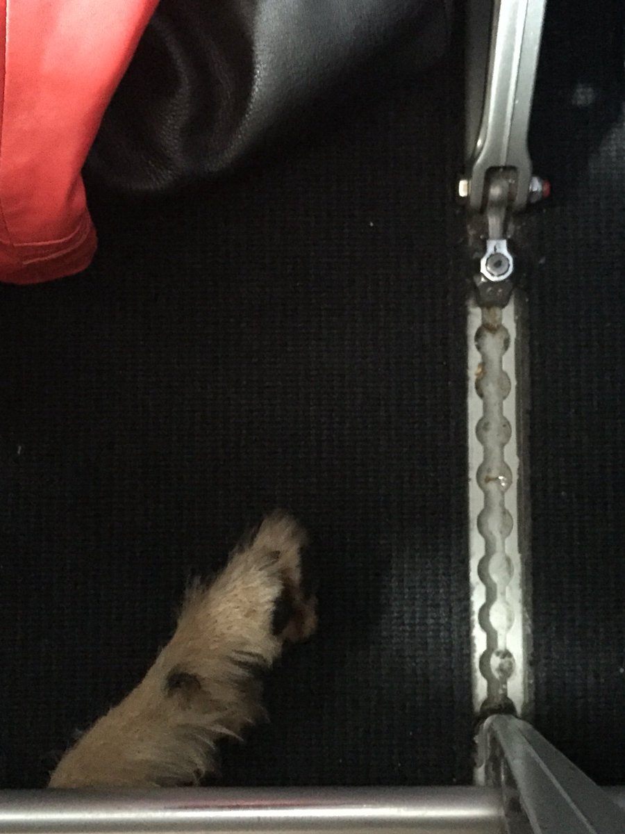 nitamousso's tweet image. Coucou @AirFranceFR le chien en cabine sous mon siège c’est normal ?
Parce qu’à 370€ le Paris/Biarritz j’aurais aimé choisir le chien !