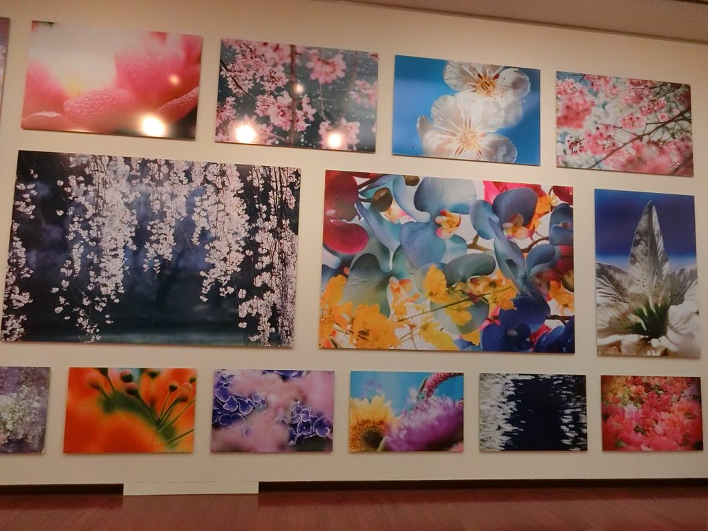 すべての花の画像 最高の蜷川実花 壁紙 金魚