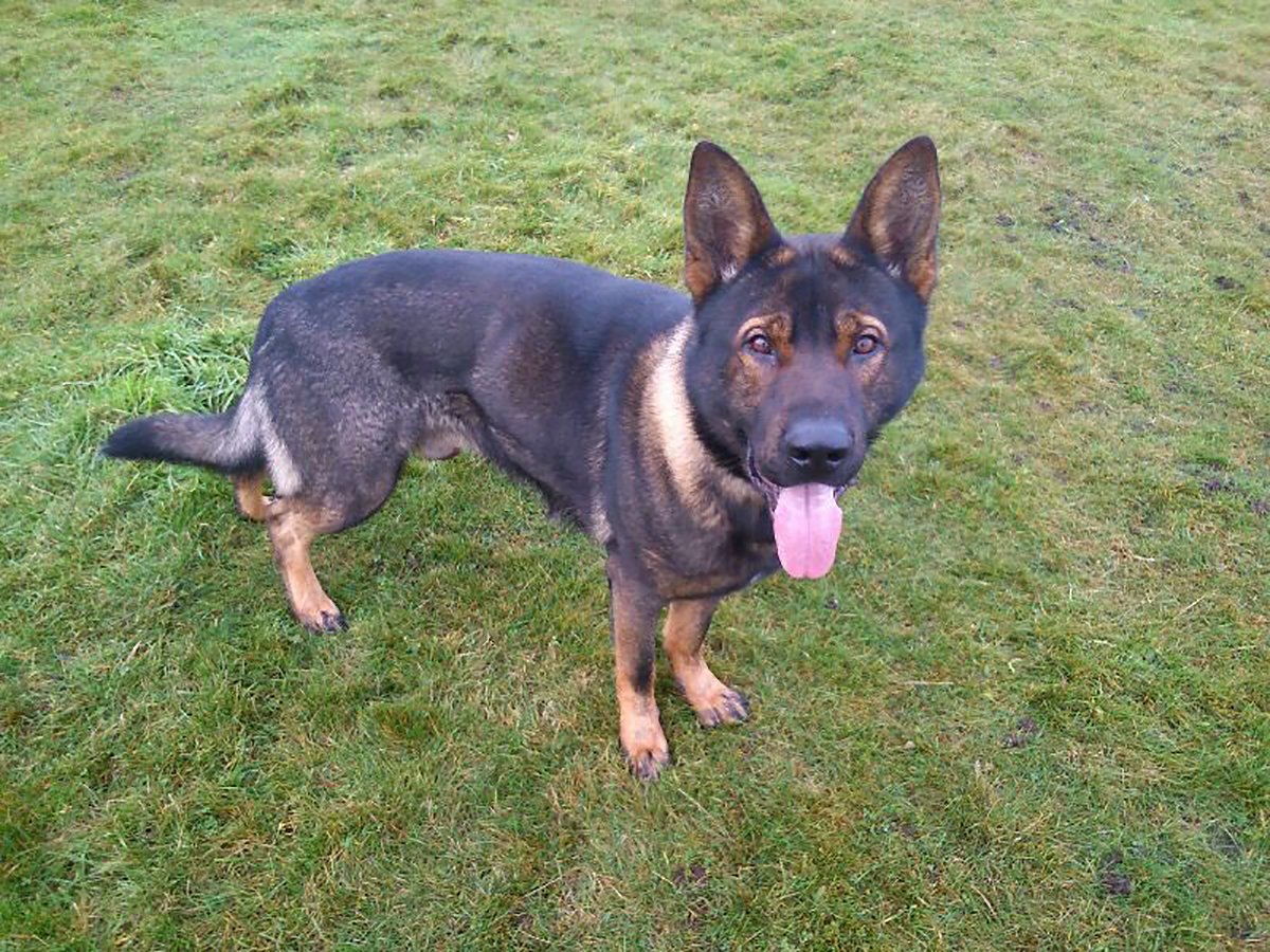 DerbysPolice's tweet image. Following the incident in #Riddings last night, PD Axle is now making a good recovery from his injuries. Thank you for the well-wishes to him and his two-legged colleagues, who were involved and affected by the serious incident. Our inquiries are ongoing.