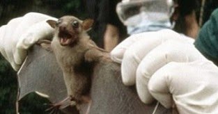 secretsofaidsa1's tweet image. THE US’ GENETICALLY MODIFIED BATS ARE SUSCEPTIBLE FOR EBOLA IN AFRICA buff.ly/2lVl0tj