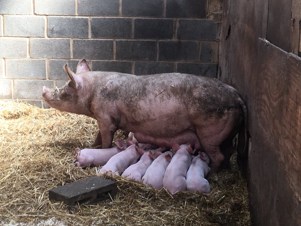 Thanks to everyone that joined us last week for our screening of <a href="/TheLastPigFilm/">The Last Pig</a> in #Southend 
We raised £350 for <a href="/towerhillstable/">Tower Hill Stables</a> which will go towards building an enclosure for Matilda &amp; her piglets