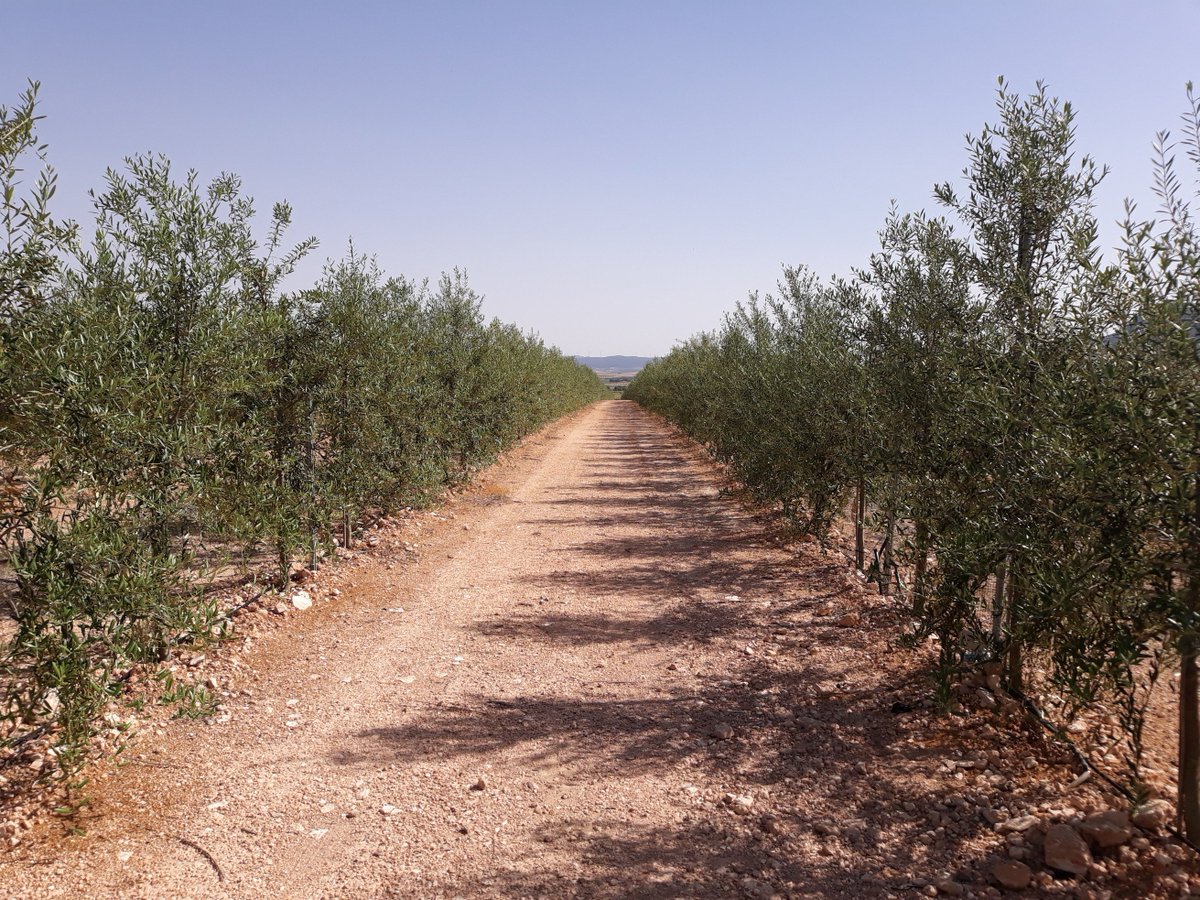 AgroindSolution tweet picture