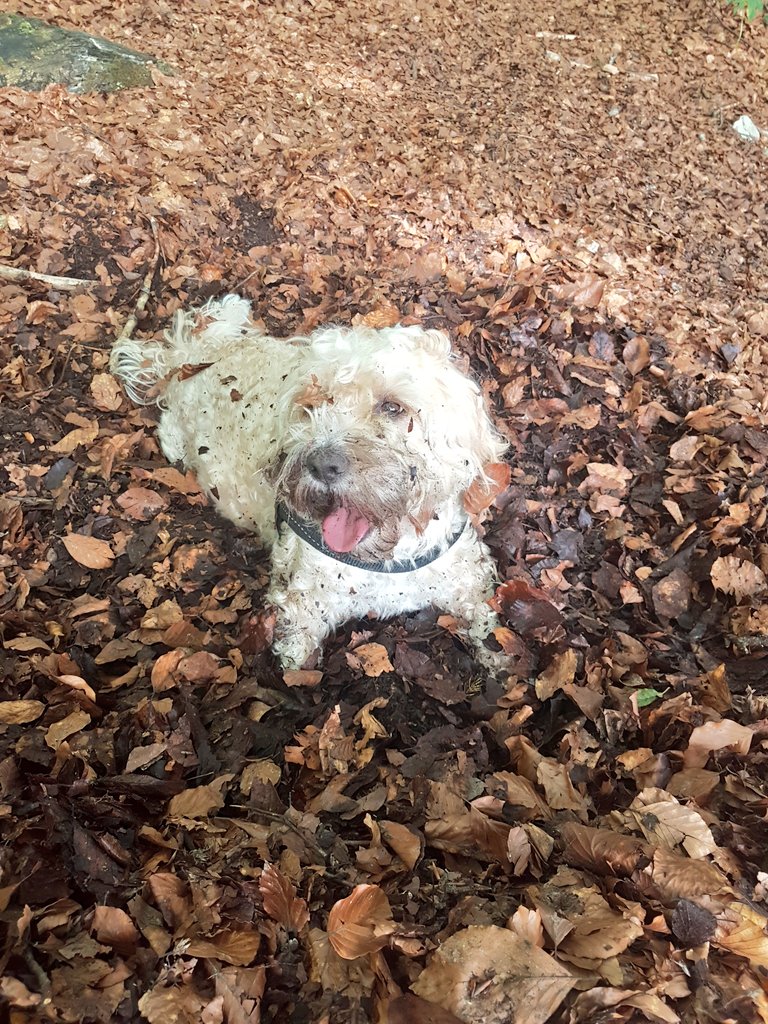 🐾ຟalkwithstruppi (@walkwithstruppi) on Twitter photo 