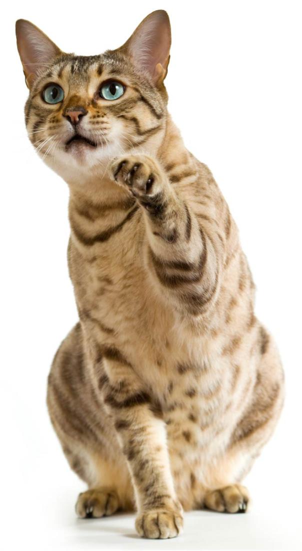 Soft_Paws's tweet photo. Soft Paws®: The Quick and Cheap Declawing Alternative
https://t.co/IbEW0wHbye
#SoftPaws #catclaws #catscratching #cat #catsoftwitter #catlover #declaw #declawing #declawingalternative #vetrinary #cathealth https://t.co/1pR2LNXi8m