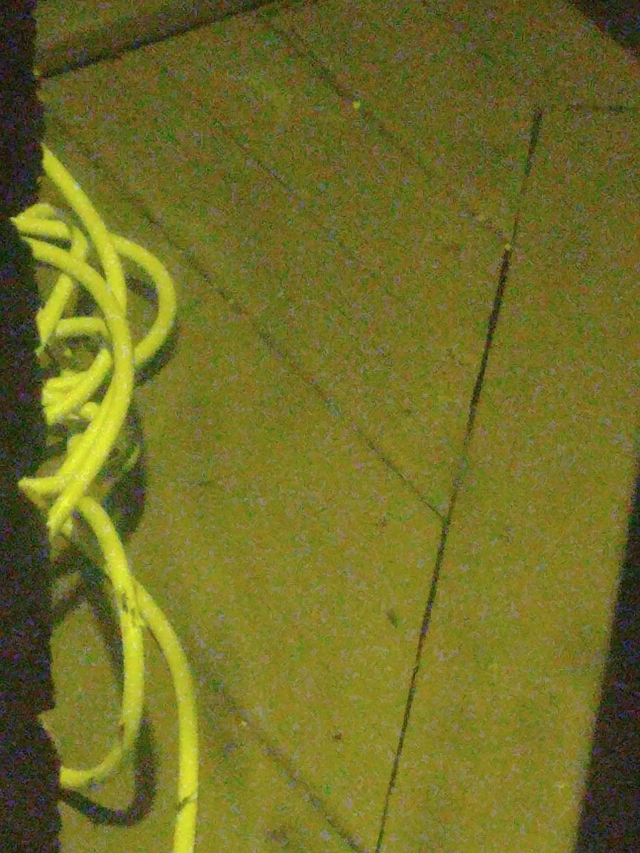 mikemeg800's tweet photo. These bugs were swarming @mikekakuk's windows, brick and yellow light bulb this morning in his #backyard. What's the deal? #bugs #swarm #backyardproblems #cklw https://t.co/WYMnGQvDne