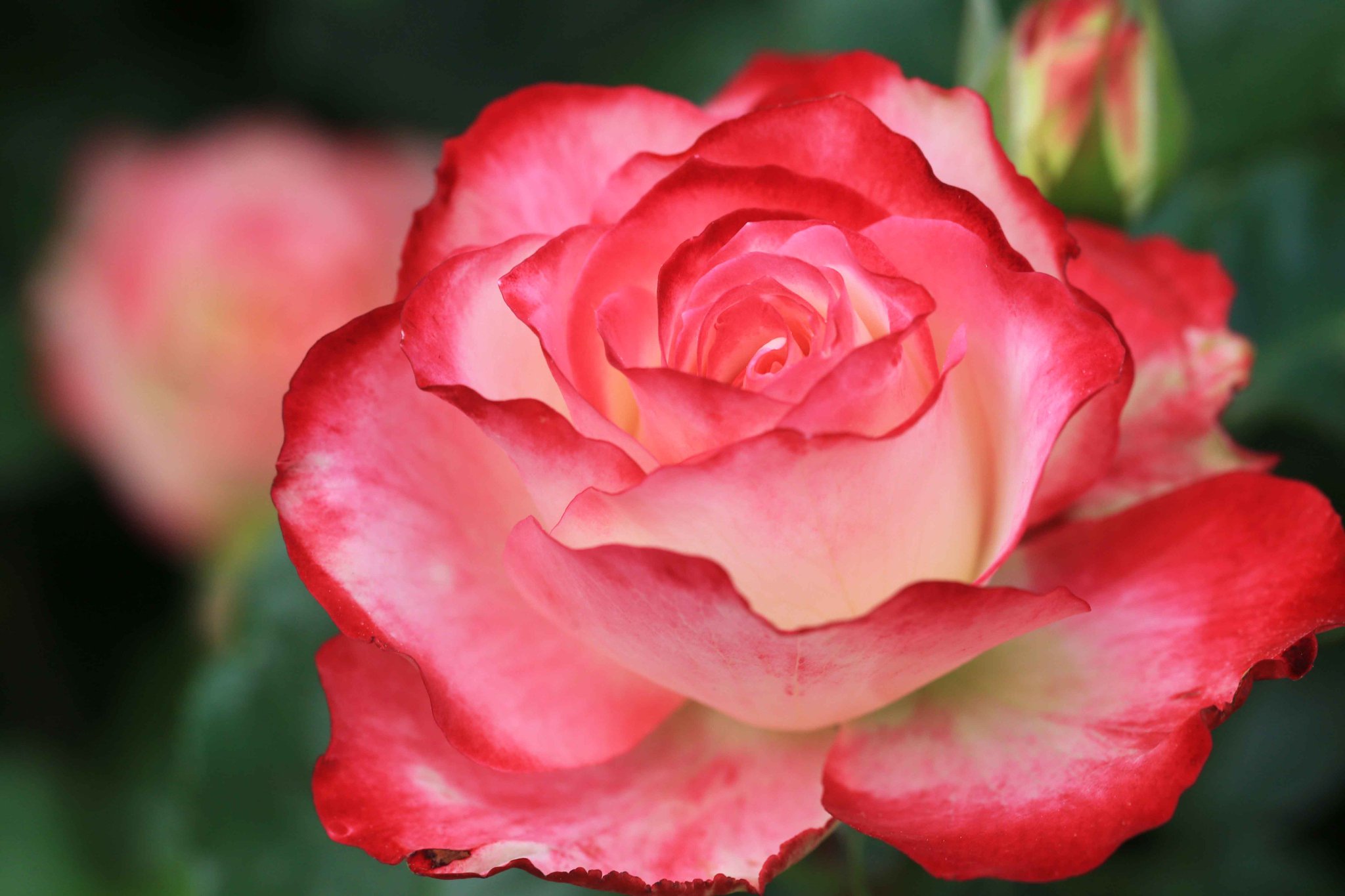 片柳弘史 on Twitter: "花壇に咲いた美しい薔薇の花。モナコ公妃となった女優のグレース・ケリーに捧げられた薔薇「プリンセス・ド