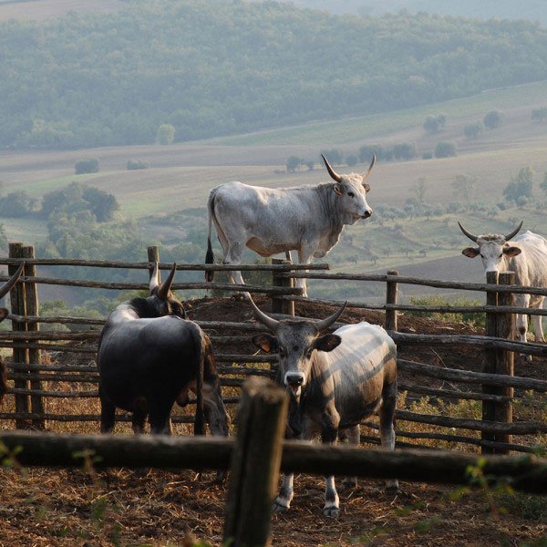 I was driving to work this morning and came across these guys. They're Vacca Maremmana - an increasingly rare native breed of cattle. They roam wild throughout Southern #Tuscany and are traditionally cared for by 'butteri', #Italy's cowboy! 🐄🐄🐄