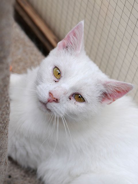 Arthur has a viewing this #fluffyfursday - keep your paws crossed for him #AdoptDontShop