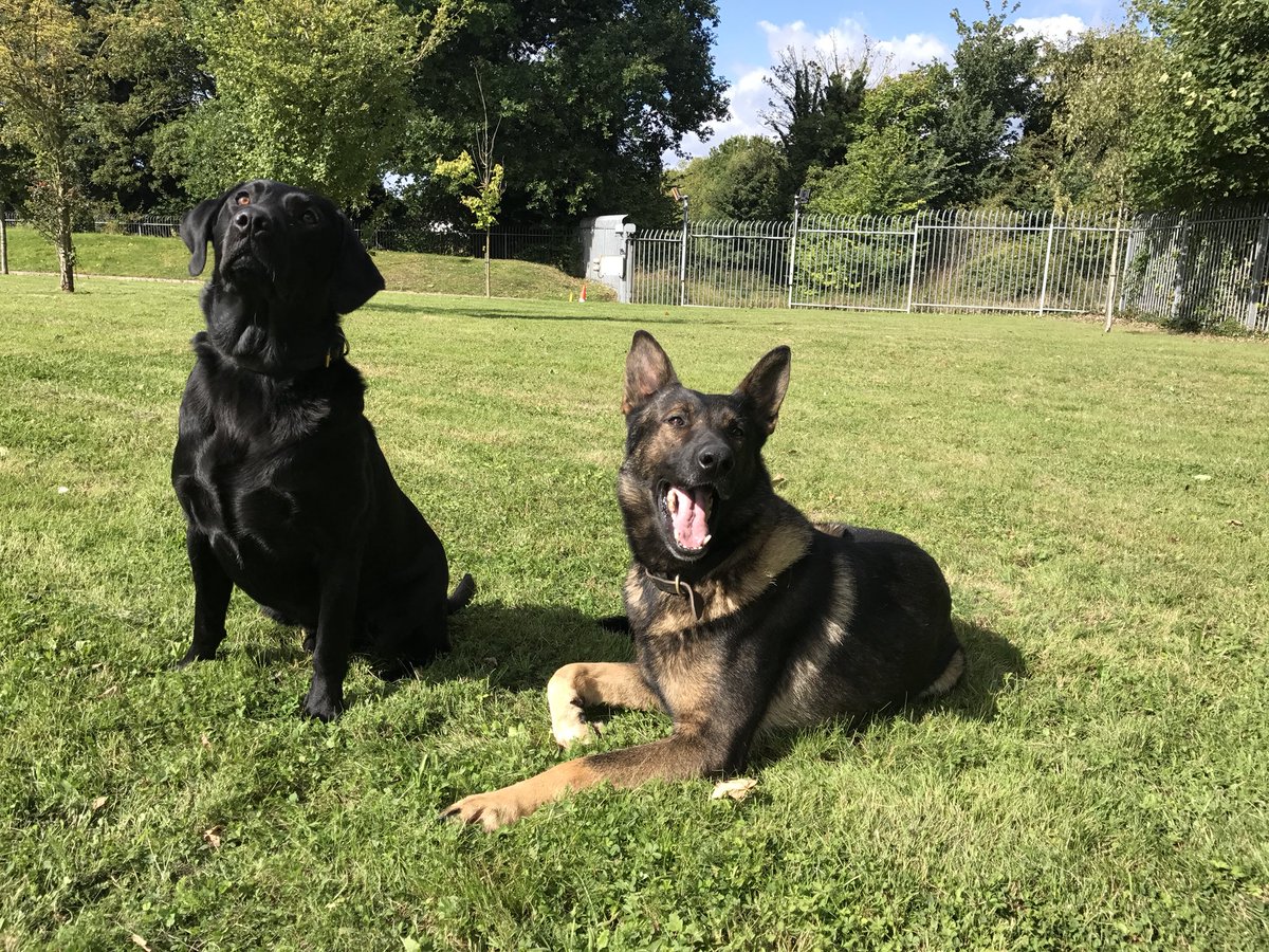 KentPoliceRoads's tweet photo. All the team wishing @DerbysDogPolice PD Axle a speedy recovery after he was stabbed 4 times last night. #policedogsmatter SL https://t.co/wetPXWxxsf