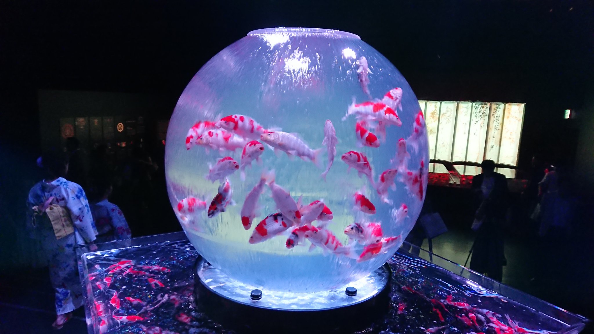 かるび 主夫ライター 7月6日から東京 日本橋で始まる Eco Edo 日本橋アートアクアリウム 18 夏の風物詩が今年もパワーアップして帰ってきました 江戸切子やクリスタル状の水槽で泳ぐ金魚達と光 音楽 デジタルアートが融合した夏らしい涼イベントに