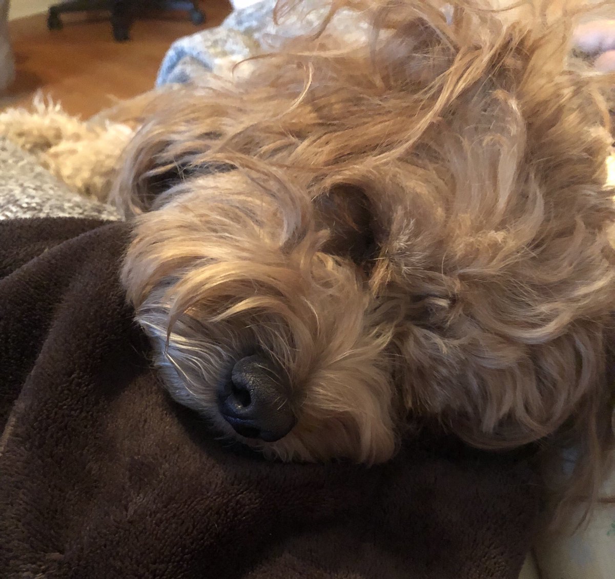 Encxde's tweet image. He’s so stinking cute when he’s not being a jerk 😂 #SleepyDoggo