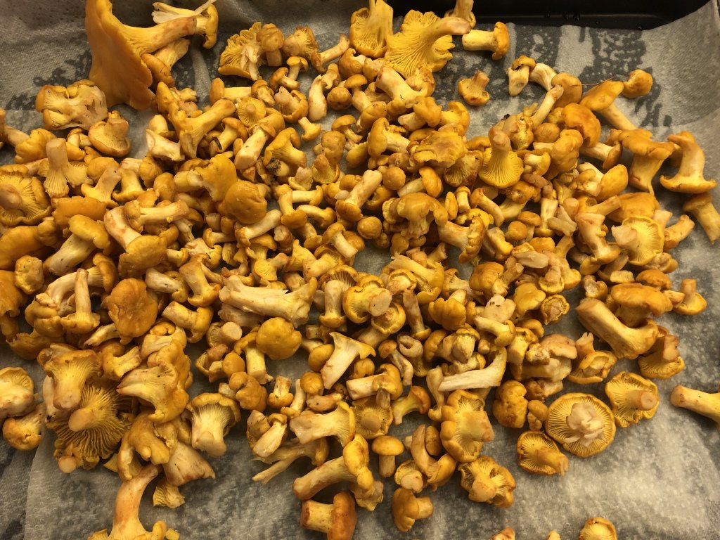 HappyCookingWT's tweet photo. meine heiß geliebten Eierschwammerl... aber lest selbst.
#happycookingworldtour #Eierschwammerl https://t.co/rPT9JXXZlo https://t.co/56MrIAGsmw