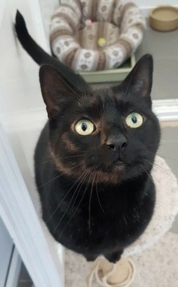 esjayyell's tweet photo. Our new addition Leo was having trouble settling in with the other cats... We weren't sure if we were going to be able to keep him. Then today, he was hit by a car and killed 😭  Feeling heartbroken today
RIP little boy https://t.co/I1vnX9aUQH